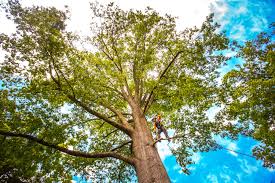 Why Choose Our Tree Removal Services in Grapevine, TX?