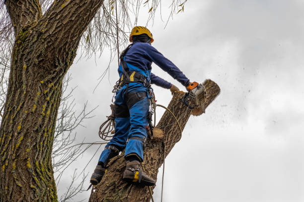 Professional  Tree Services in Grapevine, TX